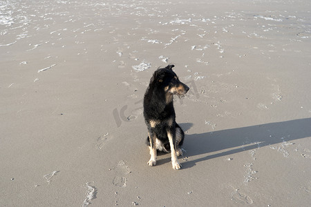 北海海滩上的狗