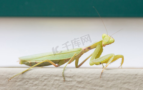 墙上的绿色螳螂 (Mantis religiosa)