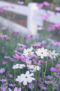 宇宙紫色摄影照片_花园里粉色、白色、紫色和红色的宇宙花，柔软的 f