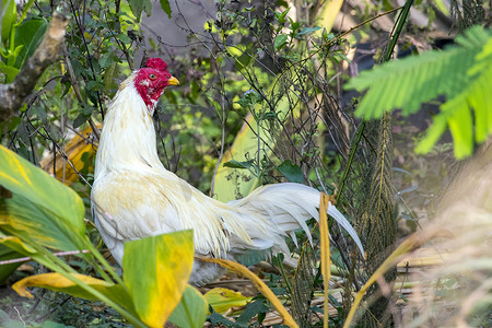一只白公鸡在自然背景上的形象。