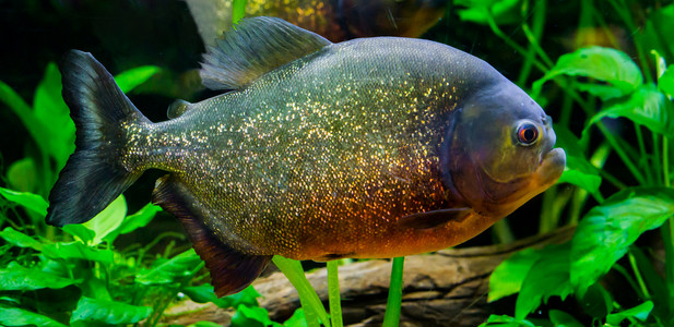 食人动物摄影照片_红腹食人鱼的特写，这是一条五颜六色的鱼，鳞片闪闪发光，呈金色、橙色和红色。