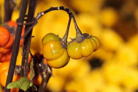童话世界南瓜车摄影照片_科学上称为 Solanum integrifolium 的南瓜树