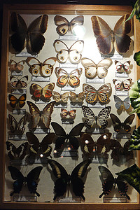 各种蝴蝶的集合，在玻璃下的框架中有招牌