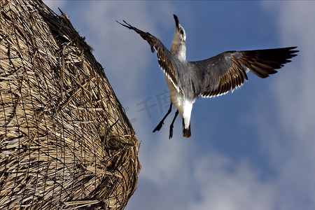 鼻子摄影照片_黑海鸥在稻草中飞翔