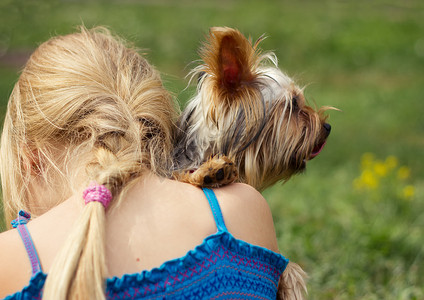 约克夏犬在 6 岁女孩的肩膀上。