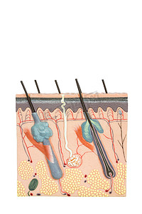 在白色背景下隔离的人体皮肤组织模型
