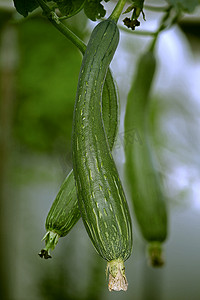 Luffa aegyptiaca，又名埃及黄瓜