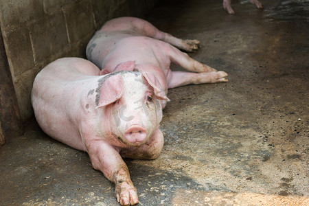 养猪场，大猪躺在霍文