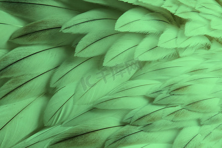 绿色蓬松的羽毛特写