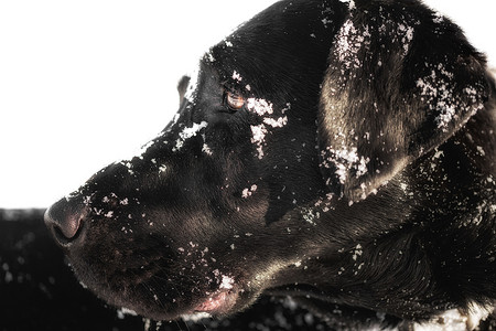 黑色拉布拉多雪地犬头像