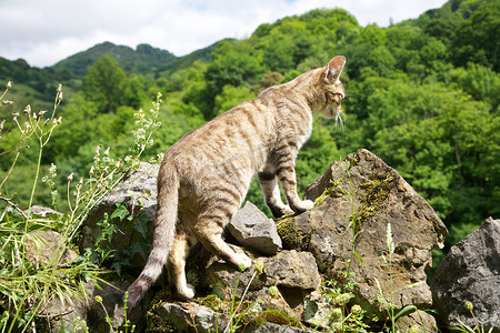 岩石上的猫