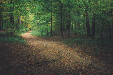 深绿色森林摄影照片_深绿色森林中有树叶的小路
