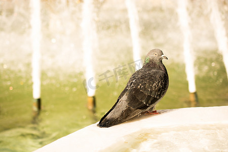 和平的白鸽摄影照片_喷泉旁的孤独鸟生活在城市环境中