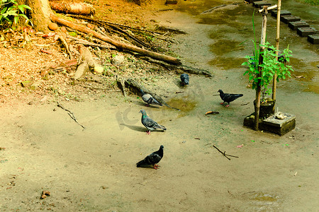 鸽群摄影照片_近距离观看美丽的野鸽群。