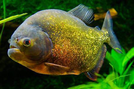 红腹食人鱼特写，一条五颜六色的闪闪发光的热带鱼，颜色为金色、橙色和红色。