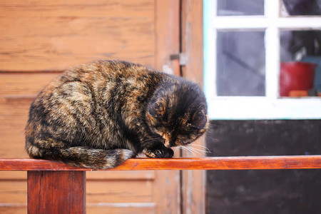 冬天，年轻的猫坐在乡间别墅附近的木栏杆上。