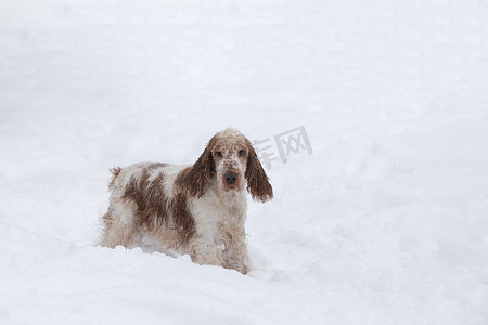 雪地里玩耍摄影照片_英国可卡犬狗在雪地里玩耍
