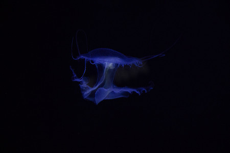 水下水母，深色背景，蓝色光，野生动物海洋动物。