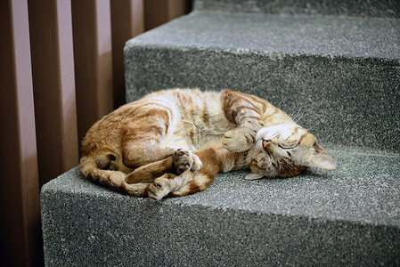 可爱的猫睡在楼梯上