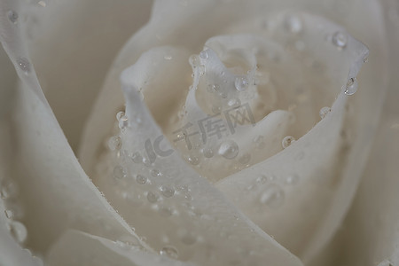白玫瑰花瓣上有露珠。