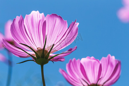 树粉色摄影照片_在清澈的蓝天中种植粉红色的宇宙花
