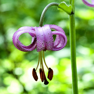 百合摄影照片_花林 百合 百合 martagon