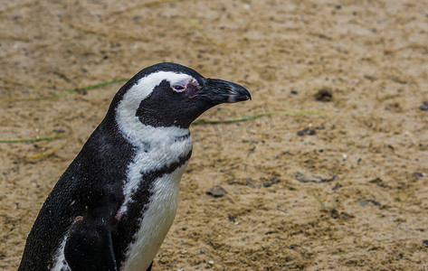 非洲企鹅的特写肖像，一种来自非洲海岸的濒危鸟类