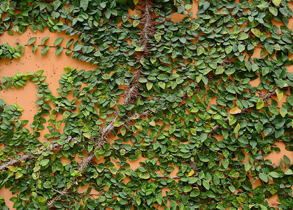 爬山虎背景墙摄影照片_水泥墙上的绿色爬行物
