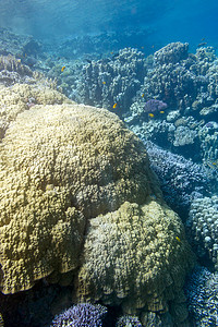 与山珊瑚的珊瑚礁在热带海，水下