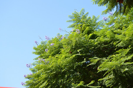 Jacaranda Mimosifolia 蓝天背景紫色花朵的 Jacaranda 蕨树枝特写