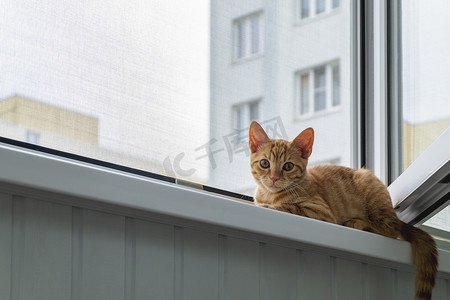 网猫摄影照片_窗台上的小猫，带有防蚊网和防猫网