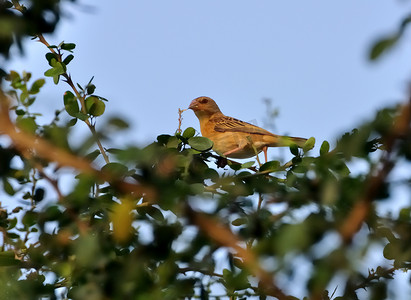 Bird_Baya Weaver_栖息_树枝_绿叶