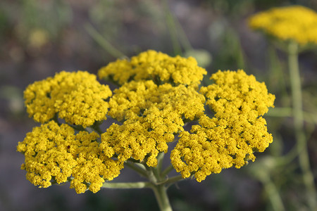 黄色开花的西洋蓍草 (Achillea millefolium)。