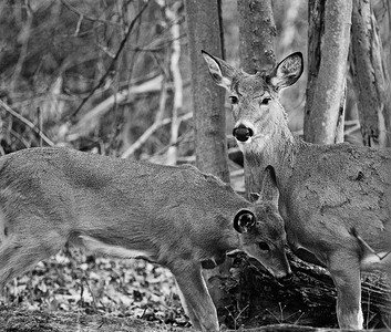 森林中一对鹿的美丽黑白图像