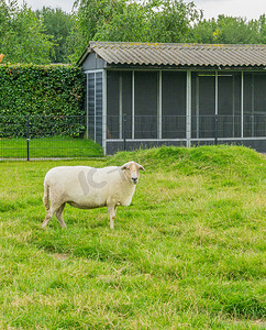大羊在草地上看着