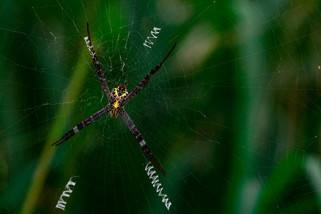 在模糊的绿色背景上挂在蜘蛛网上的蜘蛛的宏观照片。
