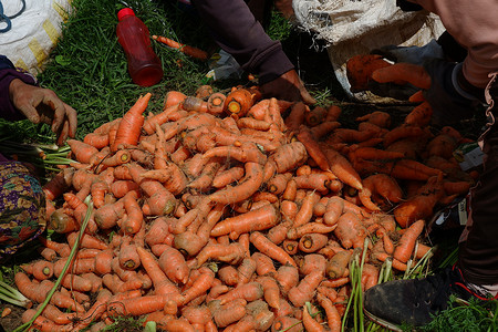 胡萝卜地摄影照片_农民在地里收割胡萝卜