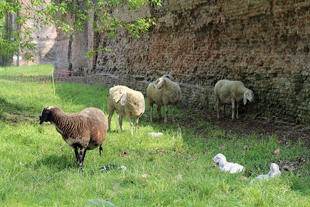 布拉拉宫摄影照片_一些羊在费拉拉城墙阴影下的草地上吃草