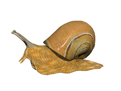 蜗牛壳摄影照片_带传感器和外壳的蜗牛