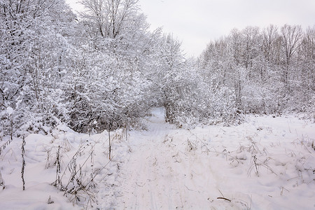 森林、树林、树木、雪天的冬季路径