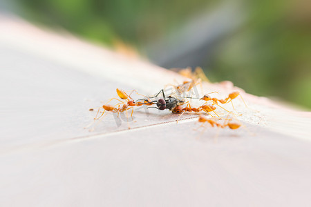 蚂蚁队牺牲苍蝇或苍蝇屋，松散的苍蝇屋