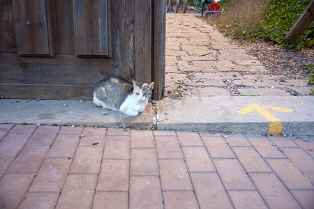 门旁边的一只猫