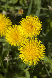 盛开的蒲公英 (Taraxacum)