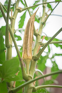 一度摄影照片_在美国德克萨斯州达拉斯附近的后院花园，向上看有机秋葵荚在植物上成熟和干燥以保存种子