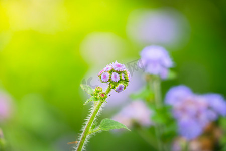 粉色夏天背景摄影照片_五颜六色的花朵的背景图片