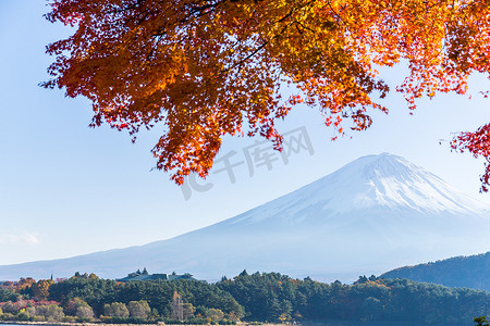 富士和枫树