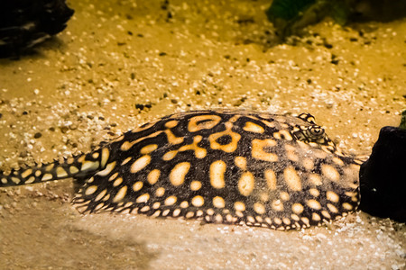 波点白色摄影照片_黑色黄貂鱼躺在底部，伪装在沙子里，来自巴西的热带水族馆宠物