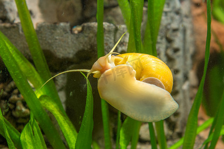爬行在水族馆玻璃上的成年安普拉利亚蜗牛