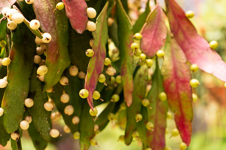 紫红色背景摄影照片_明亮的紫红色悬垂叶子 Pseudorhipsalis 关闭