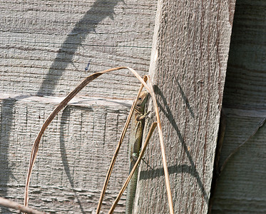 潜移默化摄影照片_英国野生普通或胎生蜥蜴在篱笆墙木头上